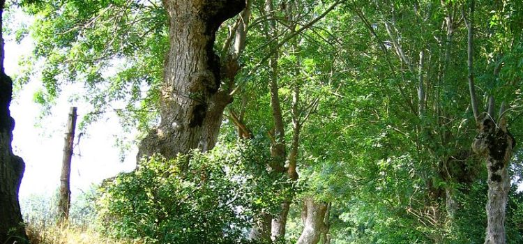 Escapade à Maillezais jeudi 31 mai 2018