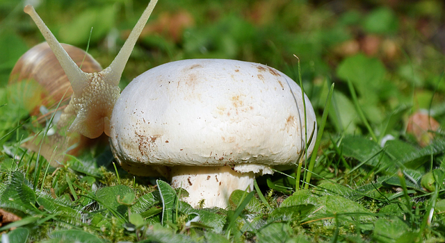 Sortie mycologique